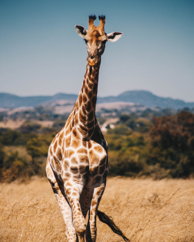 Tanzania Tanzania